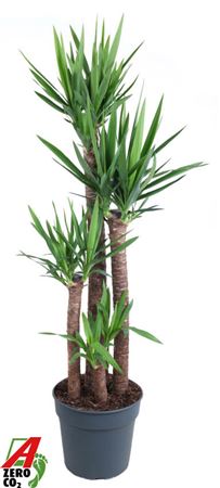 Yucca 120-90-60-30 3+