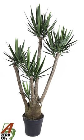 Yucca Branched Arms 4+