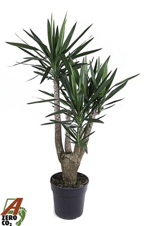 Yucca Branched Arms 4+