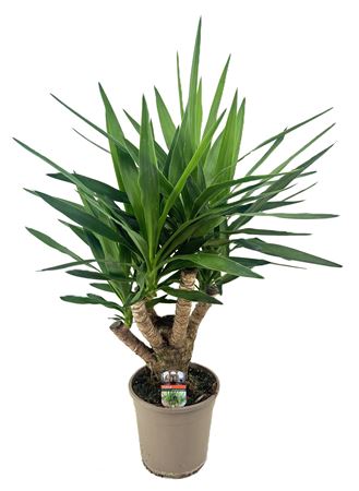 Yucca Elephantipes Branched