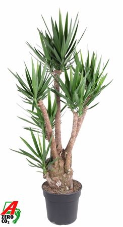Yucca Branched Arms 4+