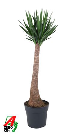 Yucca Maya P34