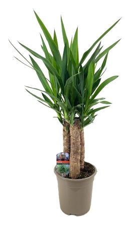 Yucca Elephantipes 35-35-35