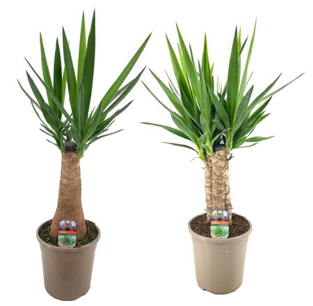 Yucca Elephantipes Mix