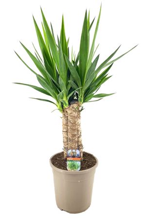 Yucca Elephantipes Trio 45 Cm