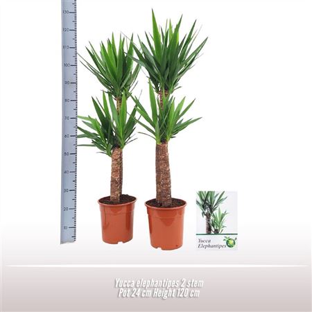 Yucca Elephantipes 2pp