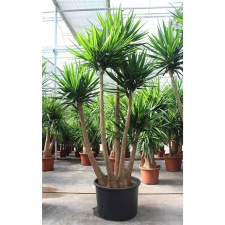 Yucca Elephantipes