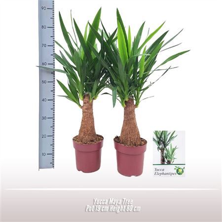 Yucca Maya Tree
