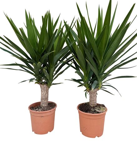 Yucca Elephantipes P21