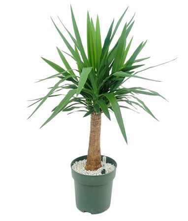 Yucca Palm