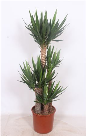 Yucca Elephantipes 120-90-60-30 Xl