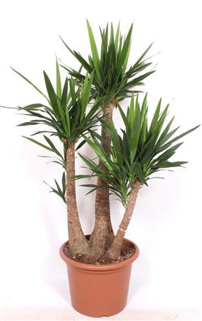 Yucca Elephantipes 3 Arms