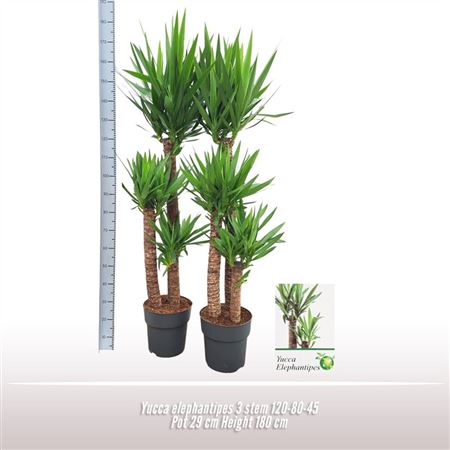 Yucca Elephantipes 120-80-45