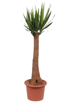 Yucca Elephantipes Rechte Stam 90cm
