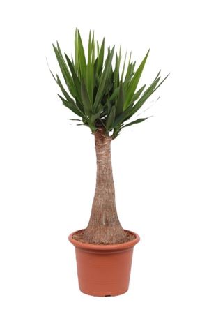 Yucca Elephantipes Rechte Stam 60cm