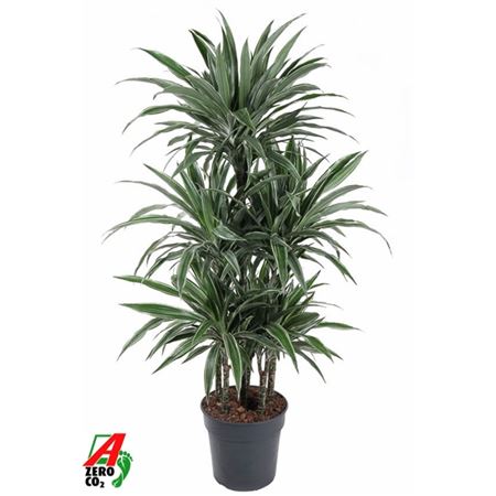 Drac Warneckei 90-carrousel