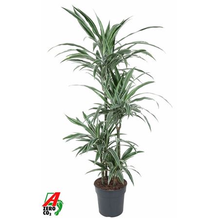 Drac Warneckei 90-60-30-15