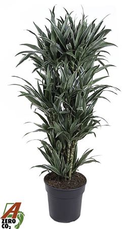 Dracaena Warneckei Branched