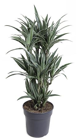 Dracaena Warneckei Branched
