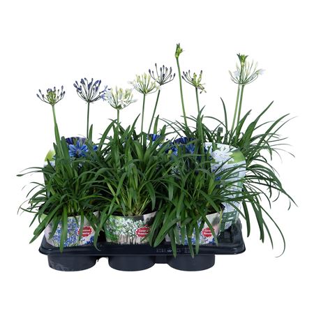 Agapanthus Summer Love Mix In Potcover