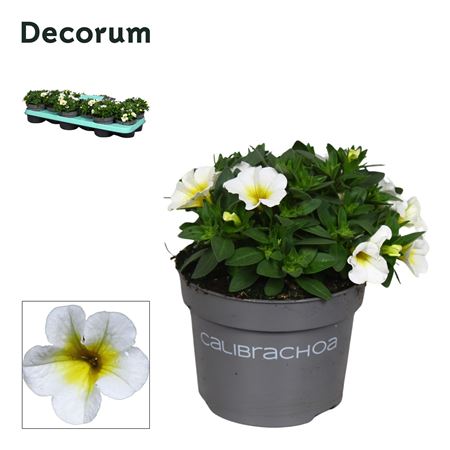 Calibrachoa Bisquit (decorum)