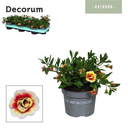 Calibrachoa Orange Tastic (decorum)