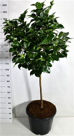 Camellia Jap Burnside On Stem