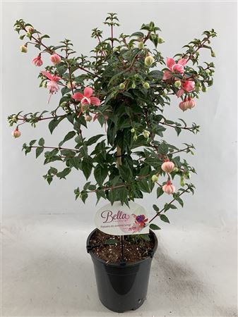 Fuchsia On Stem Elma