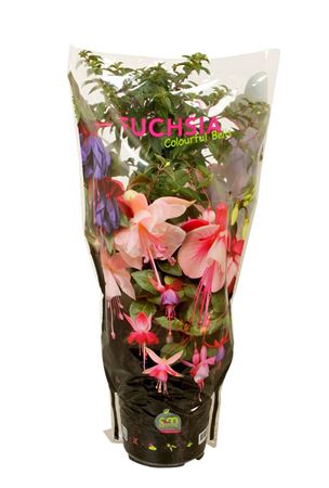 Fuchsia On Stem Elma In Sleeve