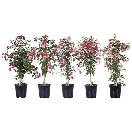 Fuchsia On Stem Mix