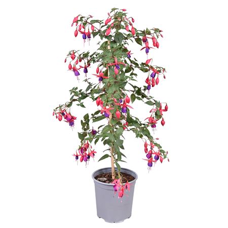 Fuchsia Angela On Stem