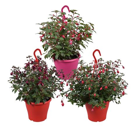 Fuchsia Gemengd Hangpot
