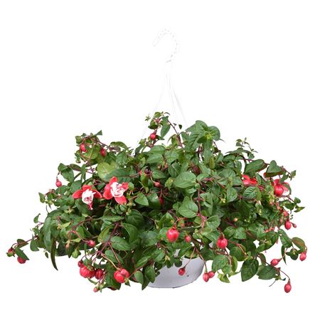 Fuchsia Sir Matt Busby Hangpot