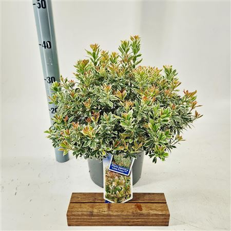 Pieris Jap Little Frosty
