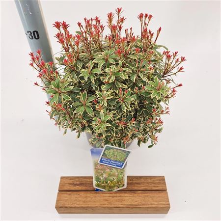 Pieris Jap Little Frosty