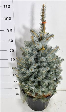 Picea Pung Edith