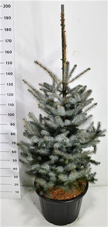 Picea Pung Edith