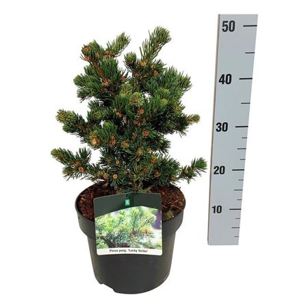 Picea Pung Lucky Strike