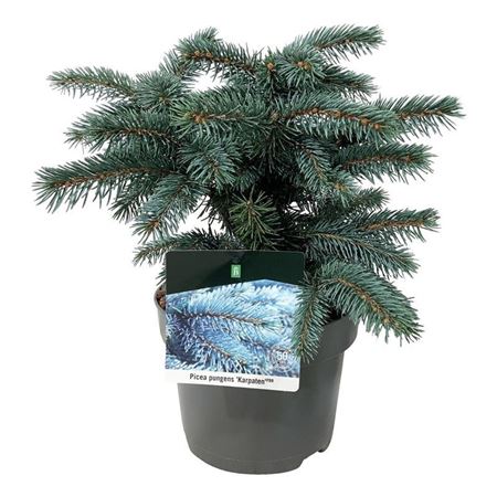 Picea Pung Lucky Strike