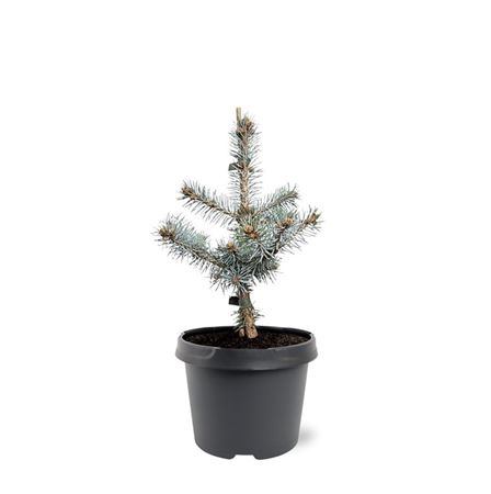 Picea Pung Blue Diamond