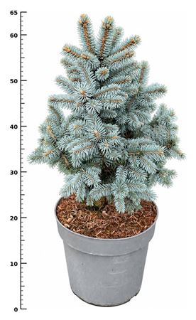 Picea Pung Glauca Super Blue