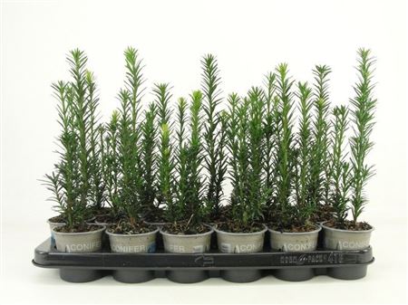 Taxus Bacc Black Tower