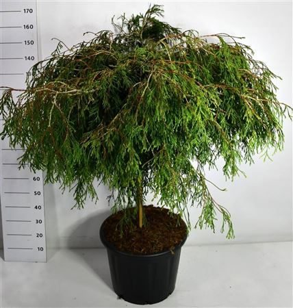 Thuja Plic Kager's Beauty On Stem