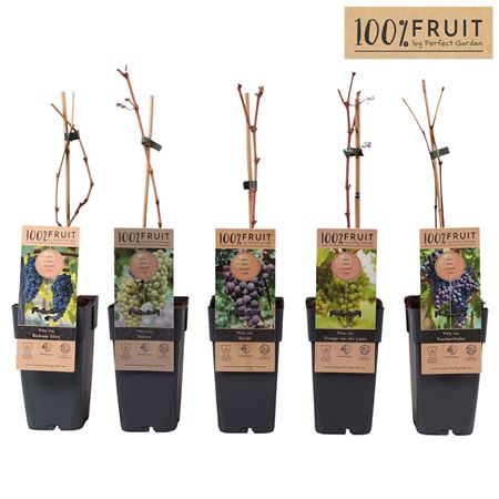 Vitis Vinifera Mix