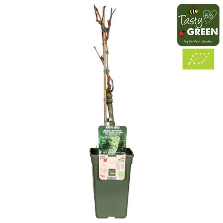 Vitis Vin Müller-thurgau Bio