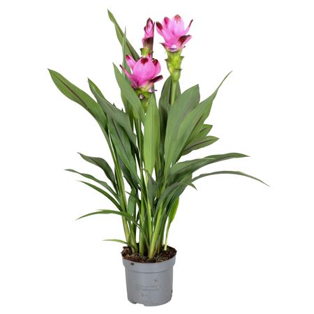 Curcuma Siam Splash 2+