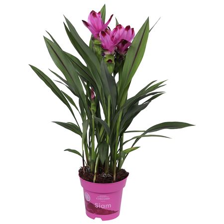 Curcuma Siam Splash 4+