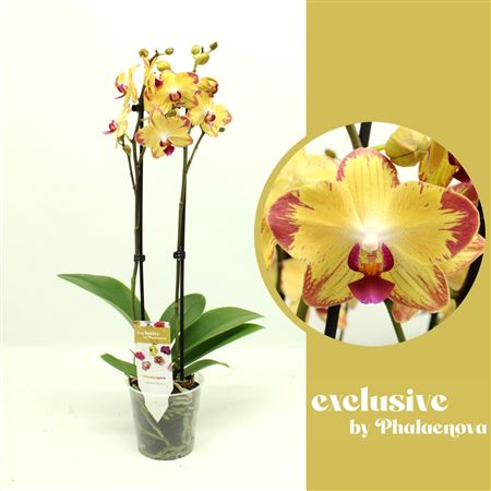 Phal 2st Papagayo 14+ (phalaenova)