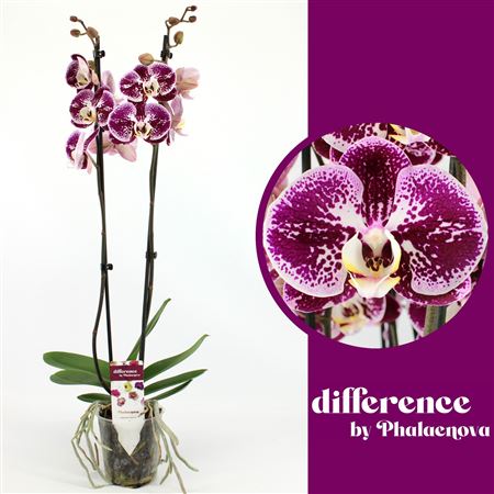 Phal 2st Compilation 14+ (phalaenova)