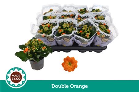 Kalan Double Orange